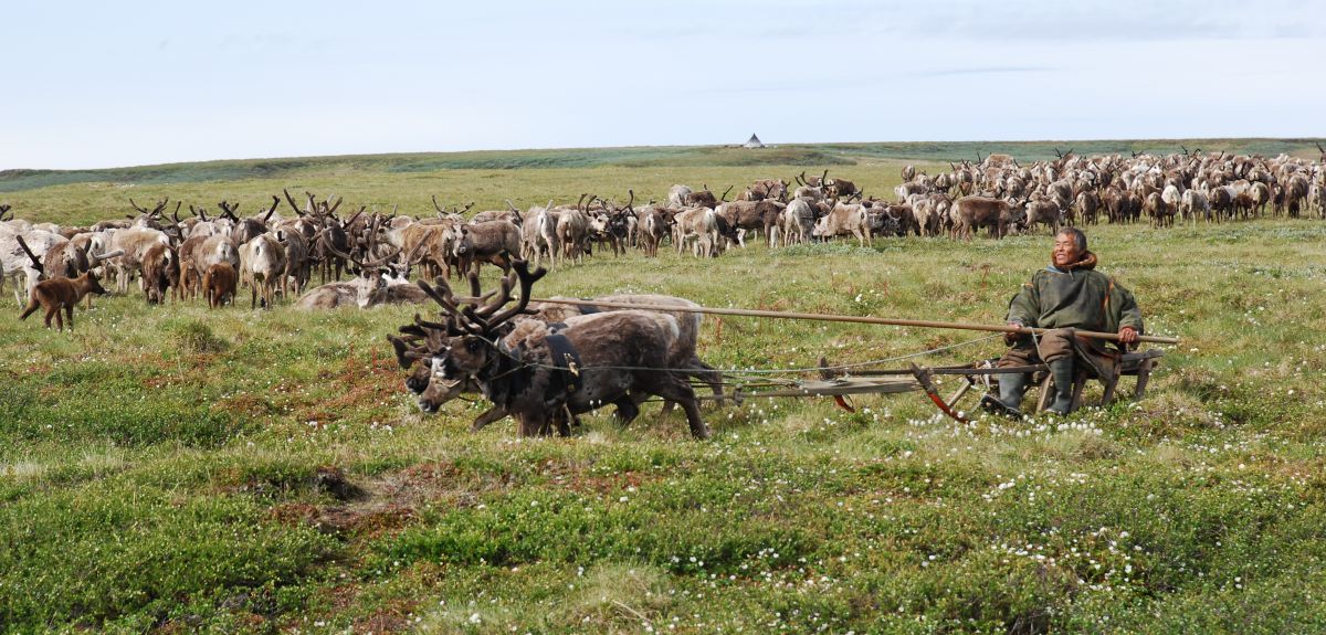 Nomadic reindeer herders in the Yamal-Nenets Autonomous Okrug of West Siberia. Nomadic reindeer herders in the Yamal-Nenets Autonomous Okrug of West Siberia.